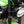 Load image into Gallery viewer, Motorcycle headlight brackets 'Next Generation'
